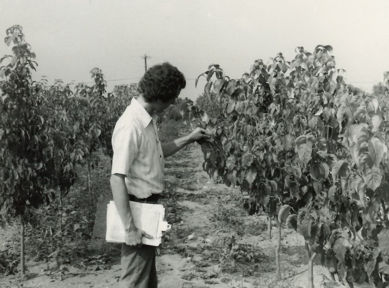 Inspecting field of beans