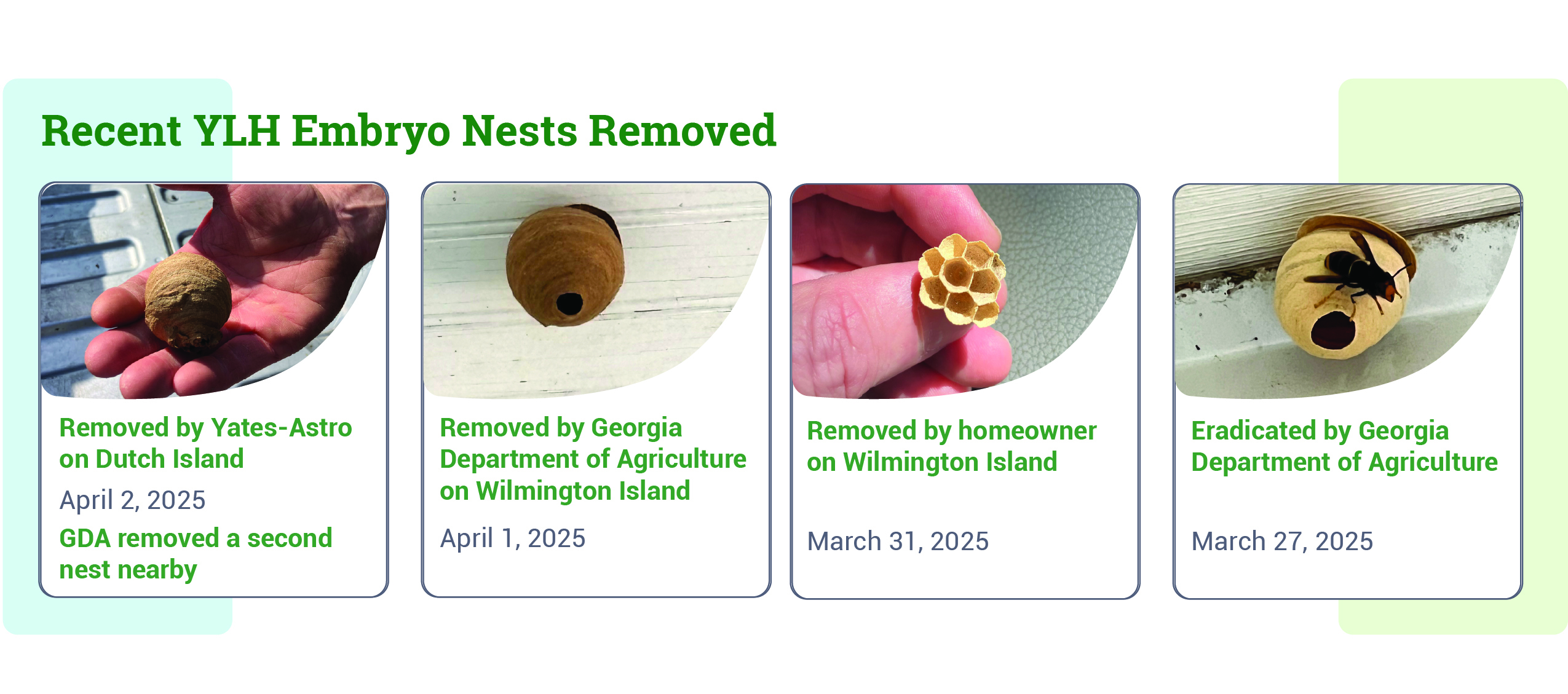 Recent YLH Embryo Nests Removed Recent YLH Embryo Nests Removed