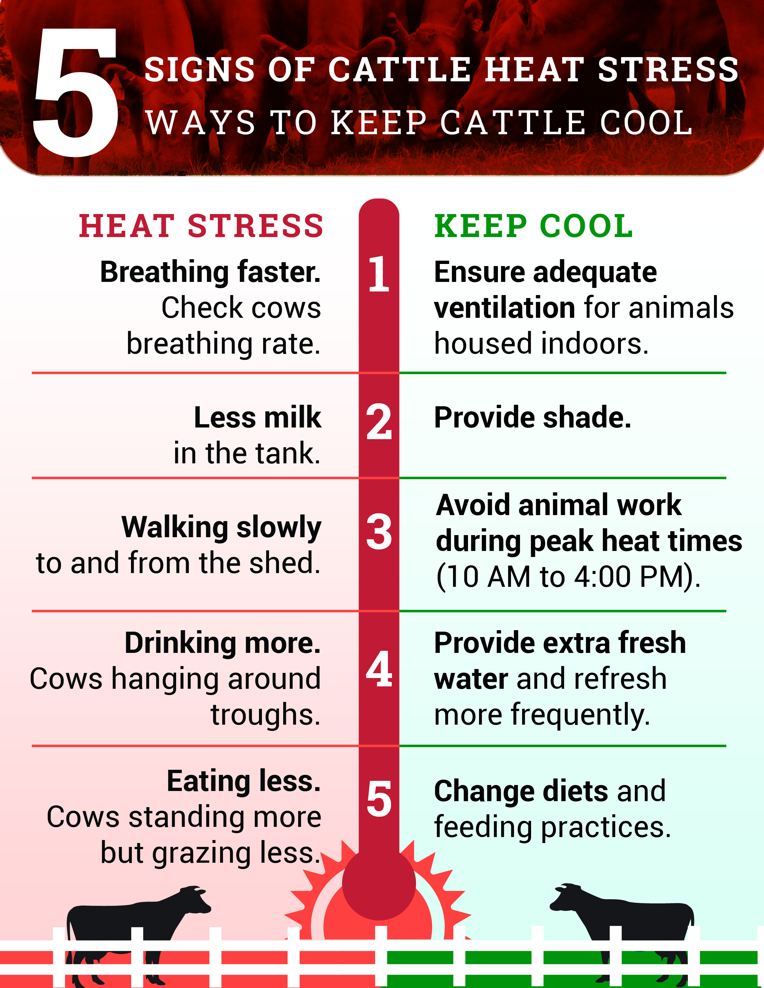 5 Signs of Cattle Heat Stress 5 Signs of Cattle Heat Stress