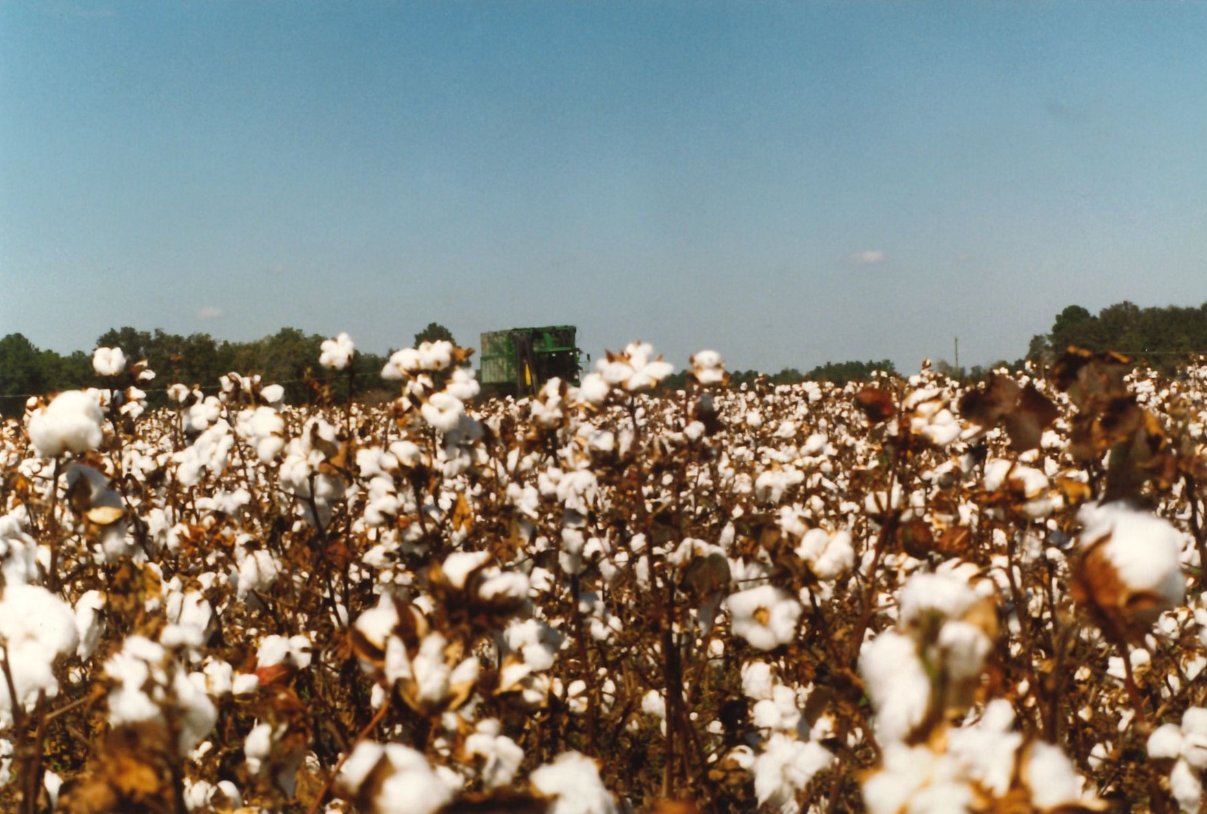 Cotton Field