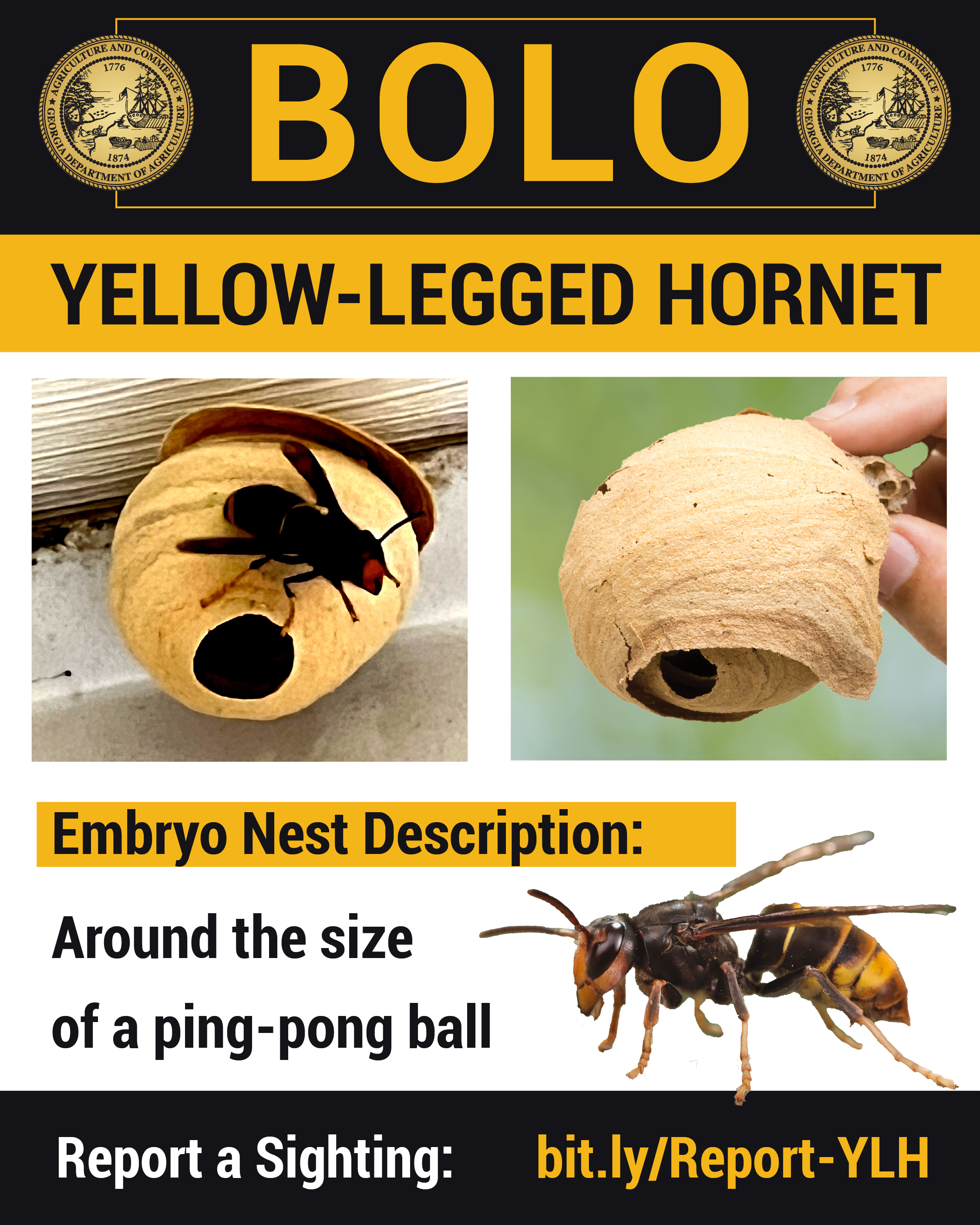 Georgia Agriculture Commissioner Urges Georgians to Report Yellow-Legged Hornet Embryo and Primary Nests