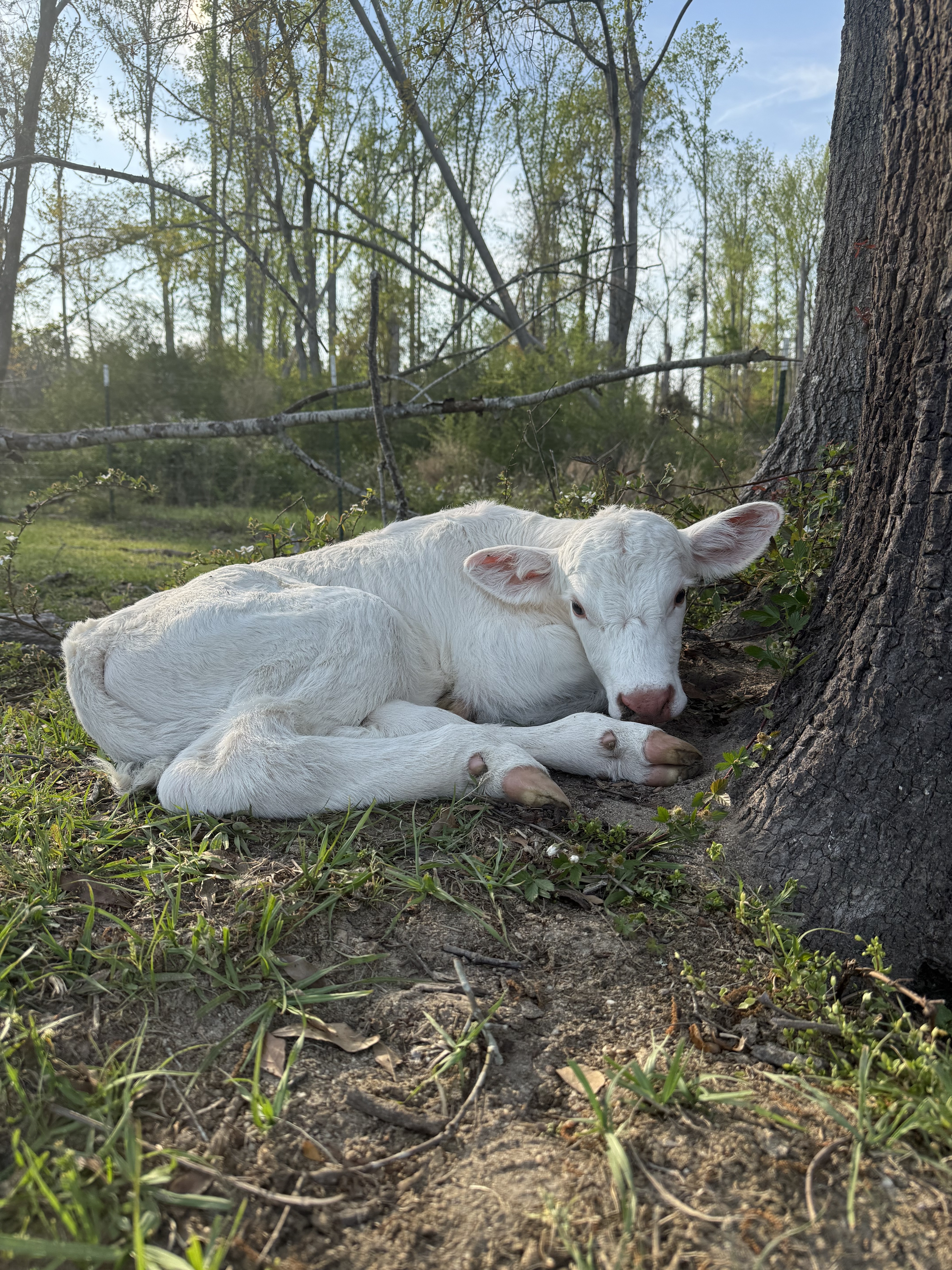 Georgia Agriculture Commissioner Tyler J Harper Announces Winning Entries in 2026 Ag Week Photo Contest