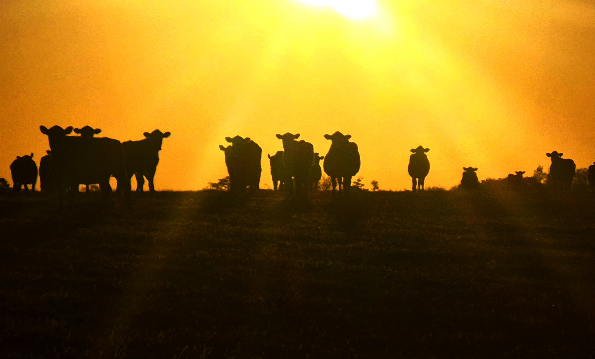 Georgia Agriculture Commissioner Tyler J Harper Announces Winning Entries in 2026 Ag Week Photo Contest