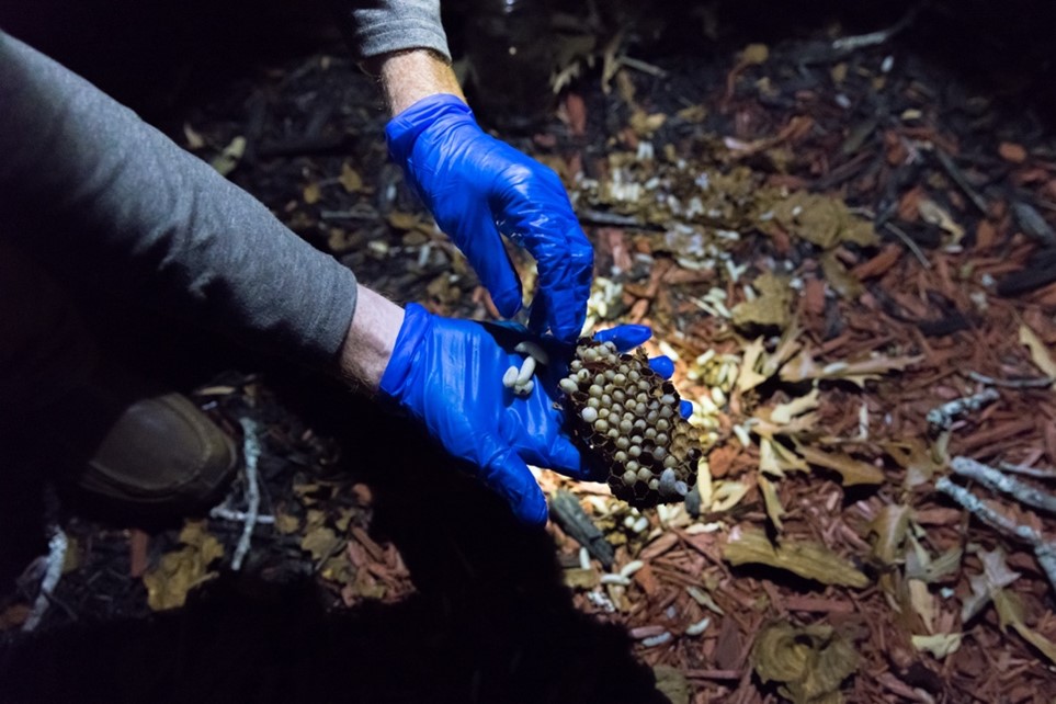 After the eradication, the PPD team collects any specimens that may have fallen to the ground  - Georgia Department of Agriculture