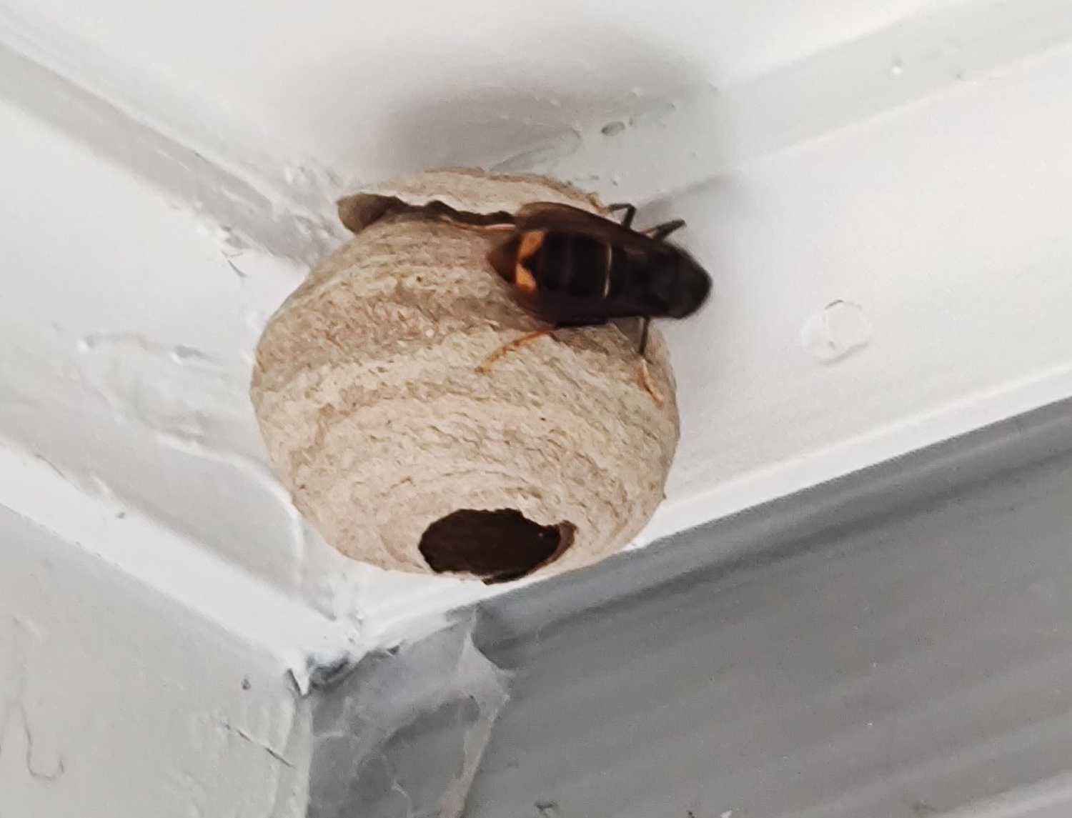 Yellow-Legged hornet found, new season of tracking and eradicating ...