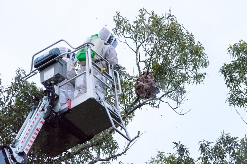 Crews applying a chemical treatment to the nest to effectively eradicate yellow-legged hornets.  - Georgia Department of Agriculture