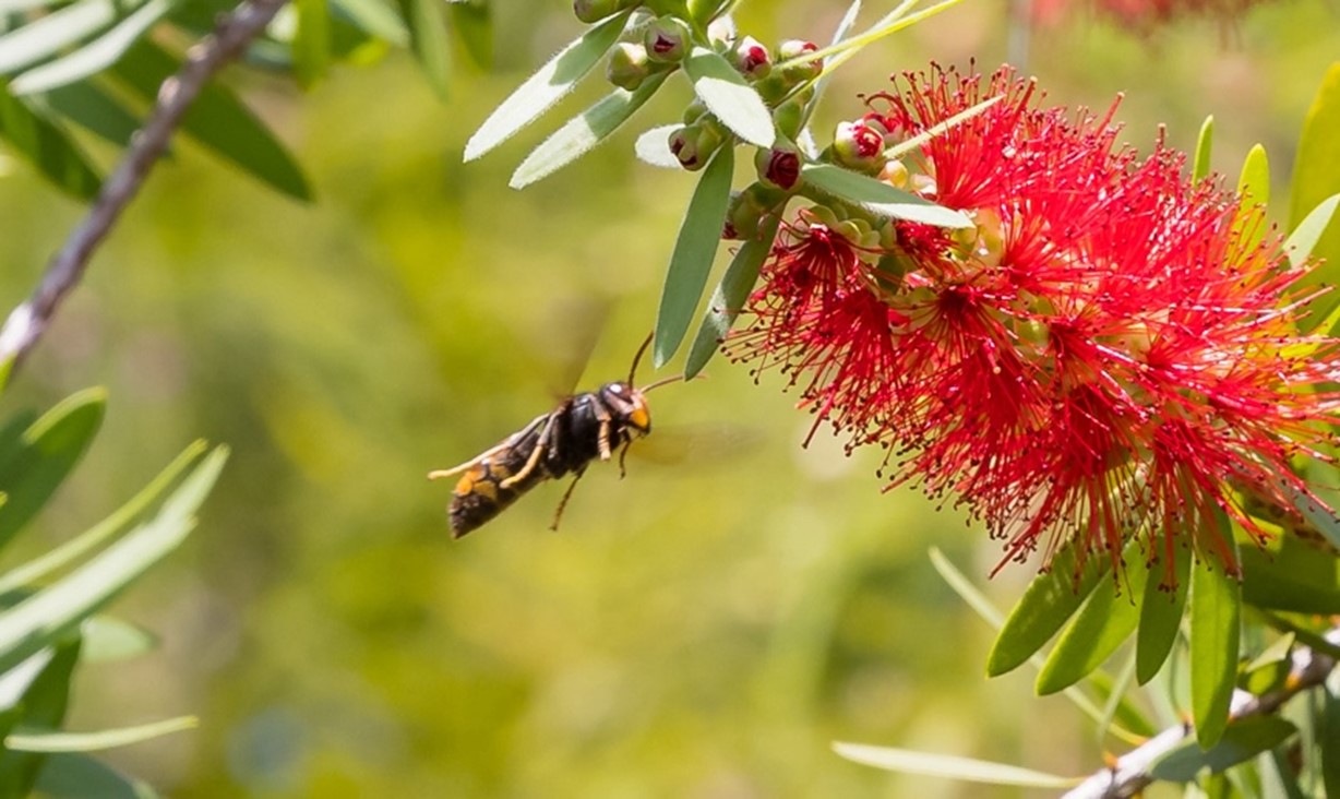 Yellow-legged Hornet - Life Cycle