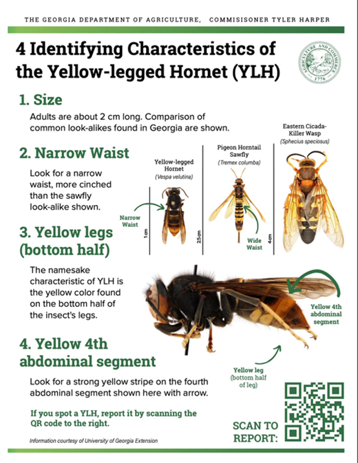 Identifying Characteristics of the Yellow-legged Hornet