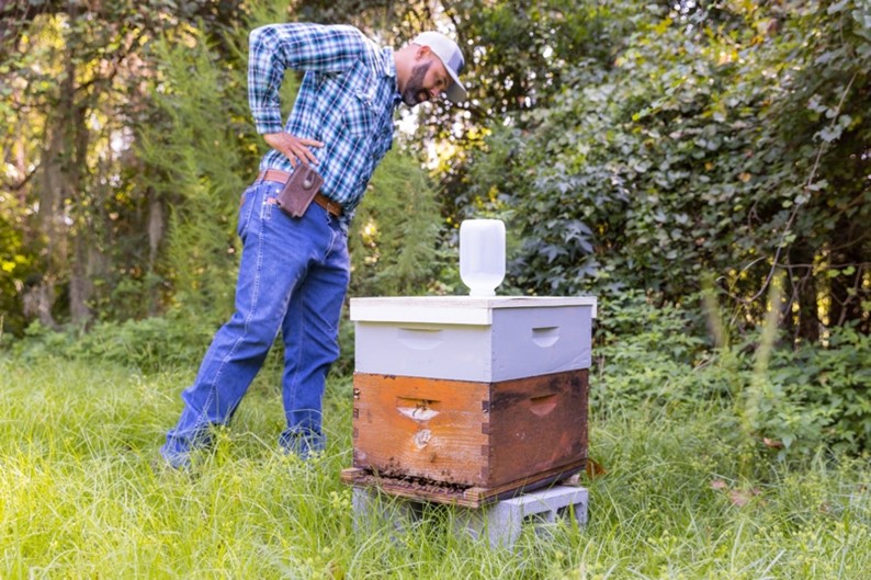 Photo Gallery: Yellow-Legged Hornet Image Gallery | Georgia Department ...