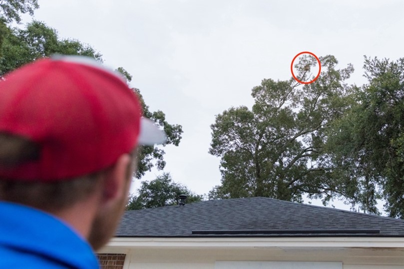 PPD team discovers a yellow-legged hornet nest perched atop a tree in the Savannah, GA area.  - Georgia Department of Agriculture