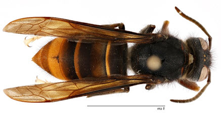 yellow-legged-hornet1-small