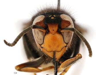 yellow-legged-hornet2-small