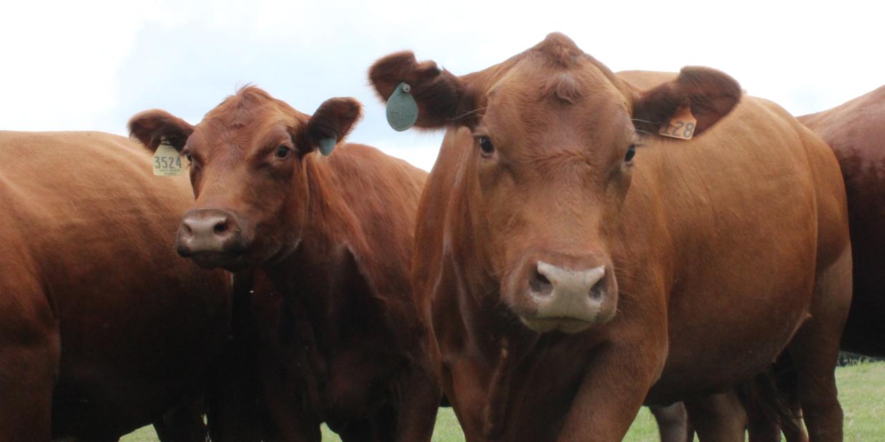 Livestock Department of Agriculture