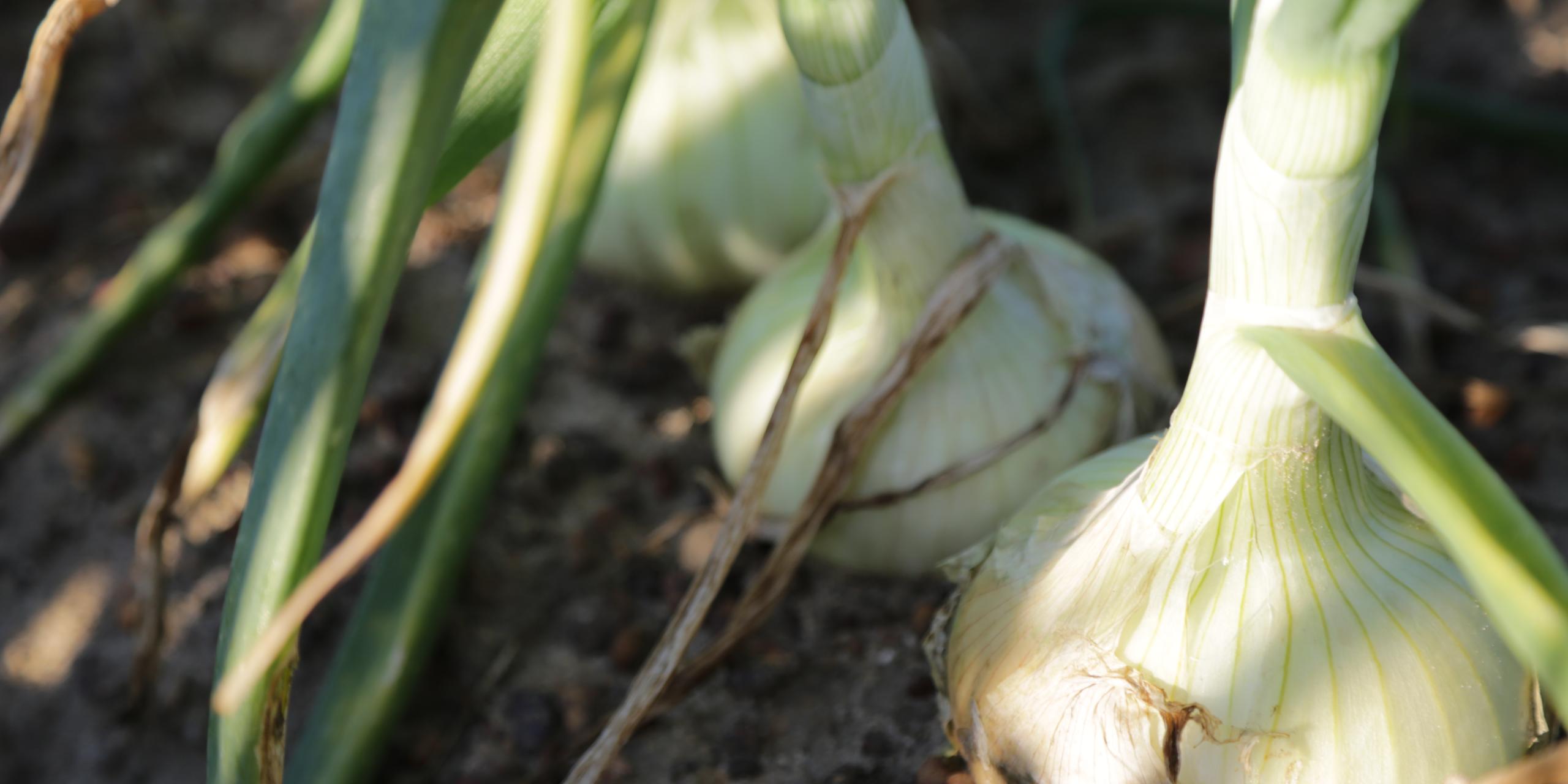 Vidalia Onions Georgia Department Of Agriculture   Vidalia 2 