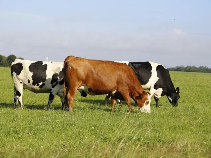 Cows Grazing in a Field