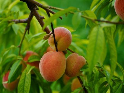 Close-Up Shot of Peaches