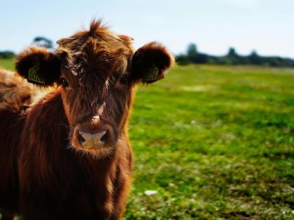 Brown Cattle on Green Lawn Grass during Daytime
