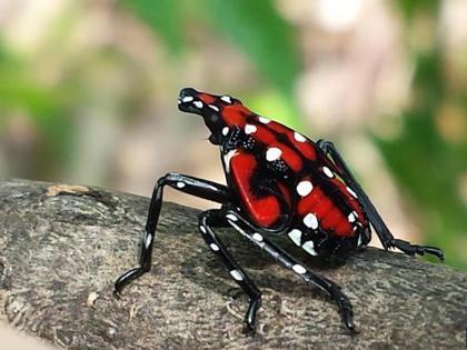 Spotted Lanternfly 